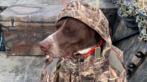 German Short-Haired Pointer Doesn't Let Cold Weather Ruin His Hunt