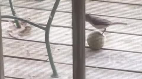 Pets Play Soccer Like They Are In The 2018 World Cup