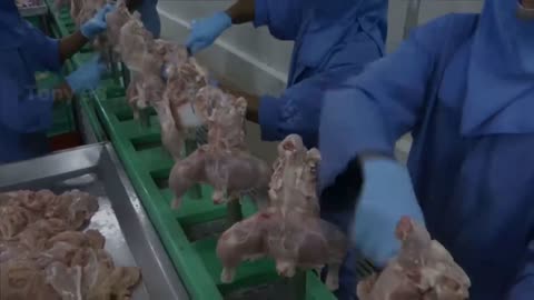 8,9 Billion Broiler Chickens In America Are Produced This Way - Chicken Farming