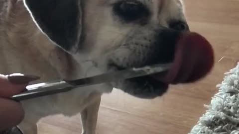 Pug licks knife in slow motion