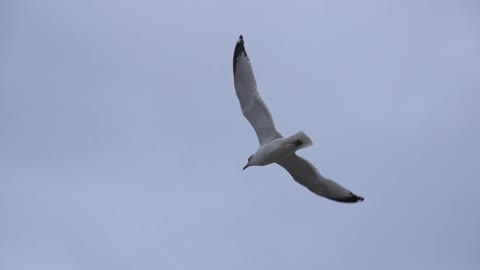 Seagull Flying