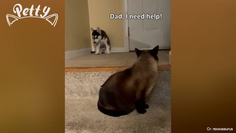 funny dog & cat