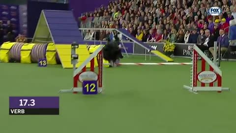 Verb captures 2022 WKC Masters Agility Grand Champion title | FOX SPORTS