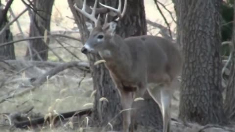 Whitetail Deer With Coyotes Howling in The Background