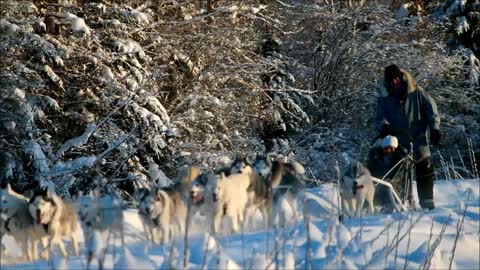 Aurora Chasing and Dog Sledding in Fairbanks, Alaksa