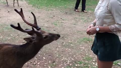 Bowing Deer of Nara Japan