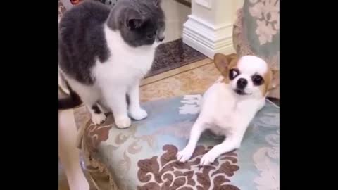 Best Funny Animals Video 2022 - Newest Cats😹 and Dogs🐶 Videos of the Week! #1