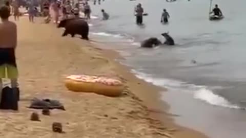 Bears bathe with people on public beach