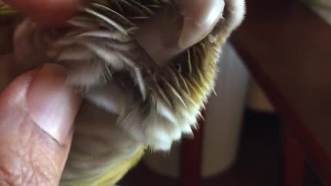 Conure loves a head scratch