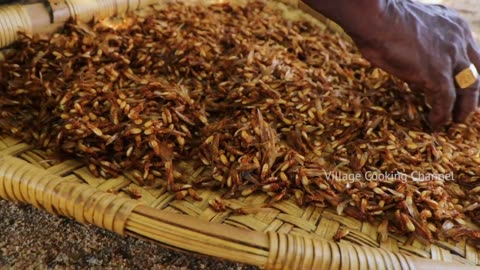 Eesal _ Cooking Eating Winged TERMITES _ Healthy village food