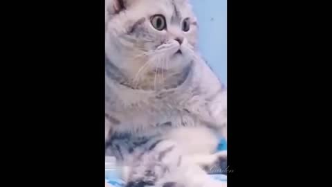 OmgSoCute Funny Cat Videos 2022 (Part01)