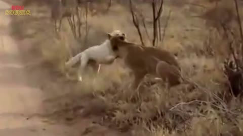 ❗ FIGHT Dog vs Lion in the Wild Africa ❗ #Shorts