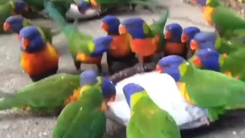 Parrots are eating food🦜