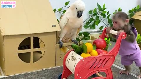 BiBi goes to harvest fruit to sell