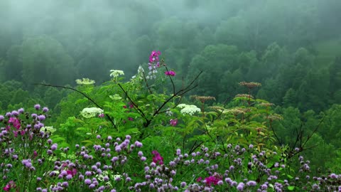 Som da Chuva e Pássaros Cantando Para Relaxar - Sound Of Rain And Birds Singing To Relax