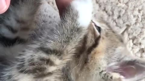 Finger Playing with kitten