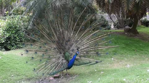 Watch the peacock bird up close with great music