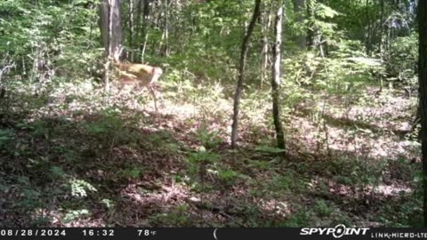 Late Aug game cam pics