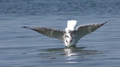 Birds are bathing in the river