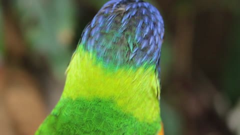 A beautiful parrot in the woods