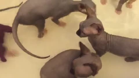 Calm kitten bath time turns into utter chaos