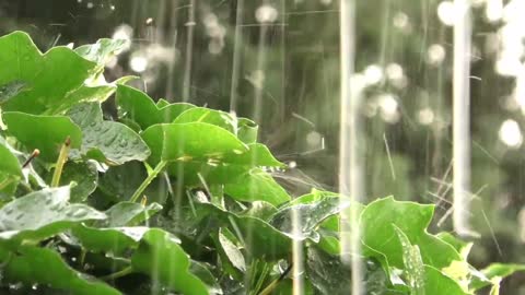 Som de chuva para relaxar e ajuda bebês dormir , com uma melodia de fundo Sem trovões