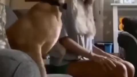 The dog watching the match with its female owner got excited and fell down