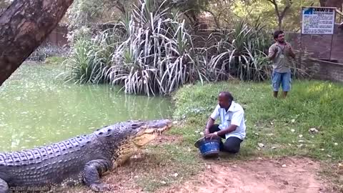 15 Largest Crocodiles In The World