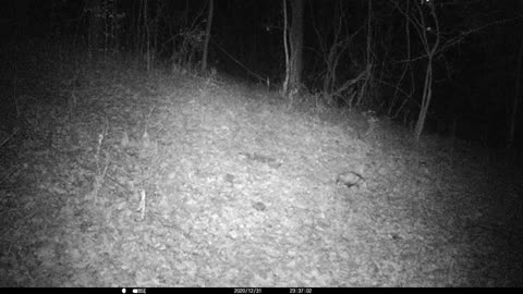 Fat Opossum walking the trail