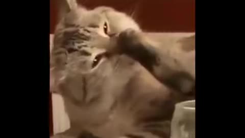 Funny cats