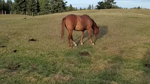 Zeus following me in from the pasture