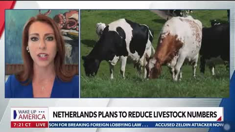 The Netherlands plan to reduce farmers livestock Numbers.