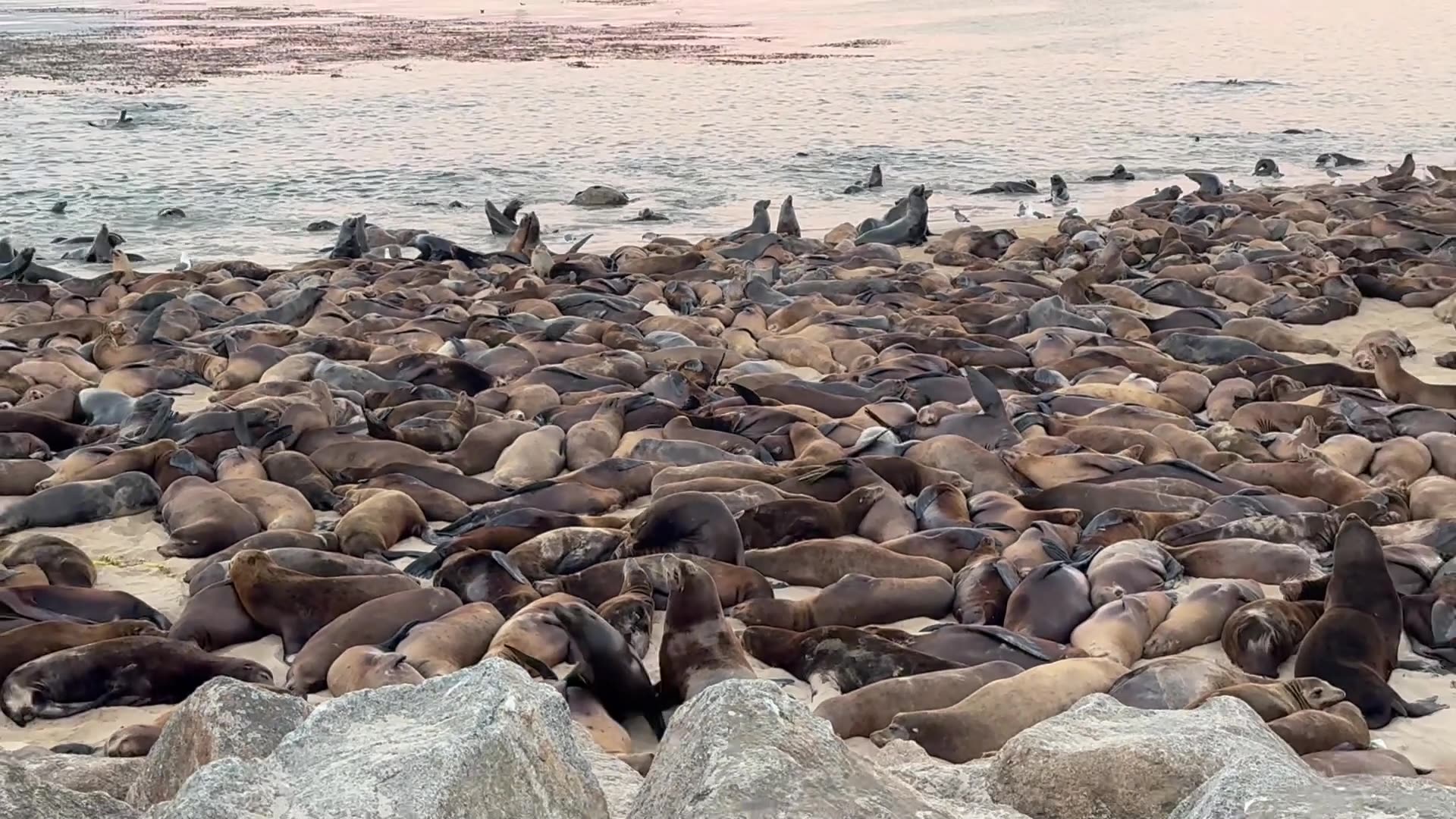 Sea Lions Take Over San Carlos Beach In Monterey California sea-lions-take-over-san-carlos-beach-in-monterey-california