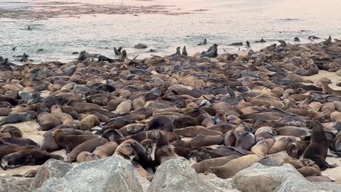 Sea Lions Take Over San Carlos Beach in Monterey, California