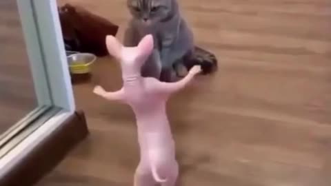 MY DANCING CAT