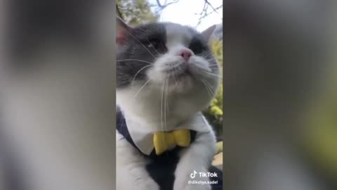 Amazing!!! Cat's can speak English!!! 😆