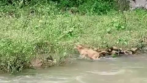 calf crossing the river