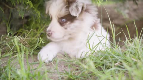 A cute little puppy wakes up on grass under a tree and runs off - closeup