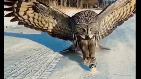 This Owl is so big