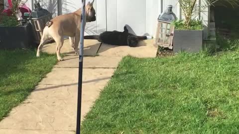 Frenchie tried his hardest to get cat to play