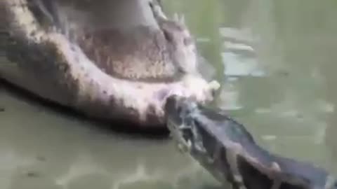 fight crocodile and snake