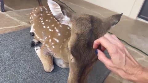 Rescued deer thinks she’s a doggy