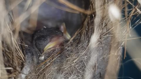 Beautiful baby hummingbirds expecting their mother with food.