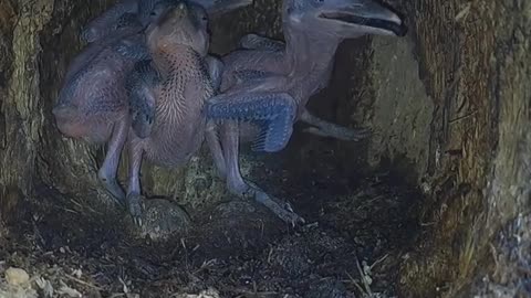 Baby birds eat special food from mother