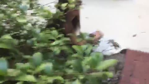 Girl in blue pushes girl in black into bushes