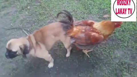 crazy chicken, dogs and cats