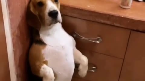 🎀 Bora tomar um banho TED 🌧️ meu cachorro quando não quer tomar banho