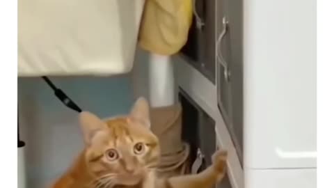 Cat got Caught On Stealing funny🤣😂😅