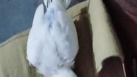 My Bird