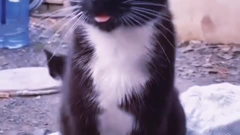 Dalmatian Puppy Preciously Plays With Elderly Cat